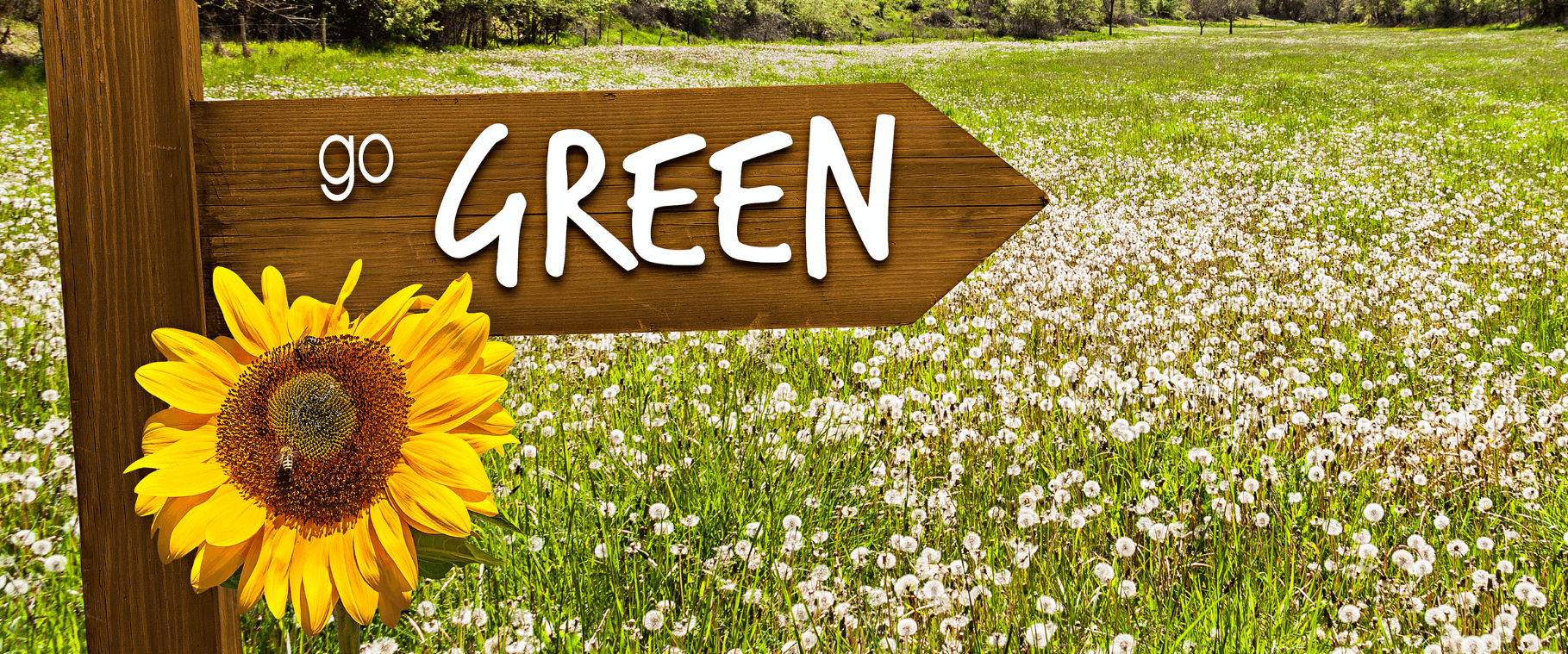 Embracing Eco-Friendly Event Solutions